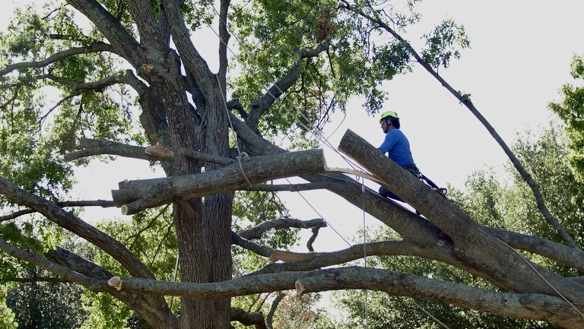 Professional Hazardous Tree Removal performed by certified arborists in Chelmsford